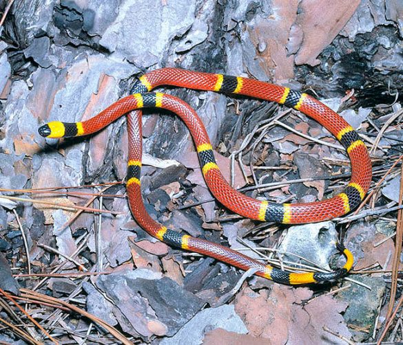 Micrurus fulvius - Monaco Nature Encyclopedia