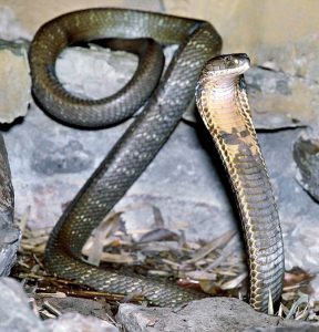 Ophiophagus hannah - Monaco Nature Encyclopedia