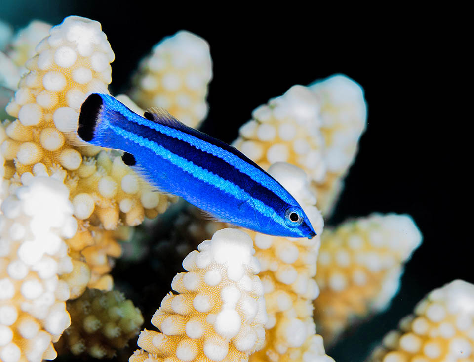 Poco studiato, Larabicus quadrilineatus è un’elegante labride a strisce azzurre e nere, endemico delle formazioni coralline del Mar Rosso e del Golfo di Aden.