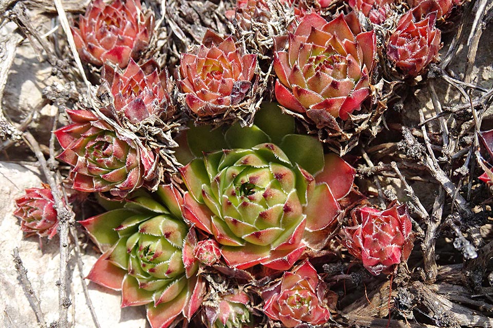 Nativo del Marocco e gran parte d’Europa Sempervivum tectorum è una specie succulenta a rosette basali con 50-60 foglie persistenti e alterne.