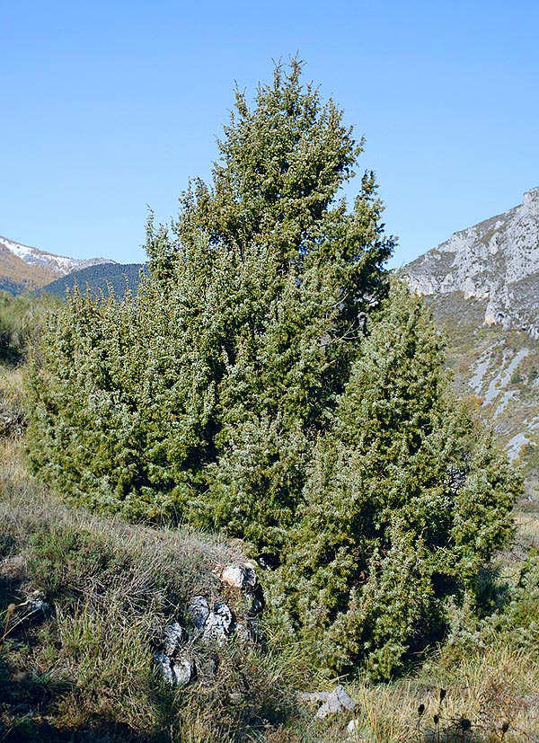 The Prickly juniper (Juniperus oxycedrus) may be even 15 m tall © Giuseppe Mazza