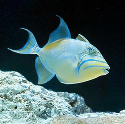 Balistes vetula - Monaco Nature Encyclopedia