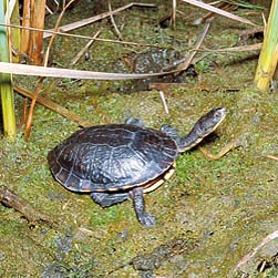 Chelodina longicollis - Monaco Nature Encyclopedia