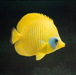 Chaetodon semilarvatus - Monaco Nature Encyclopedia