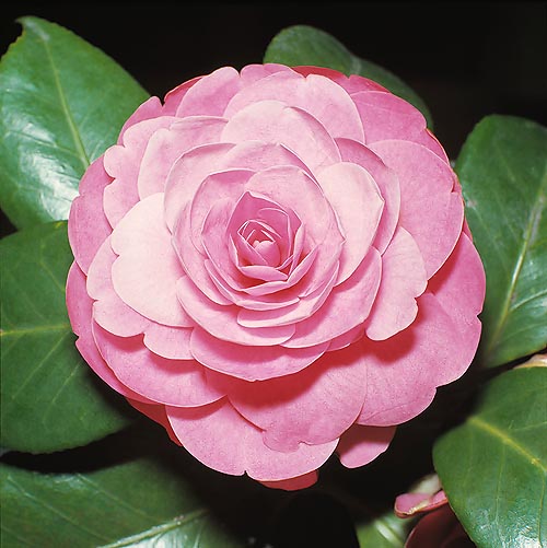 Camellia japonica - Monaco Nature Encyclopedia