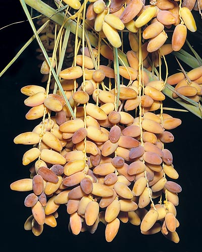 The fruits of the date palm conserve for long time © Giuseppe Mazza