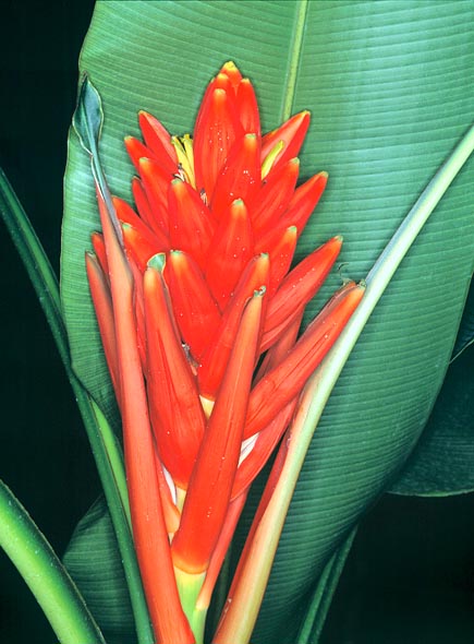 Musa coccinea inflorescences are protected by showy bracts © G. Mazza