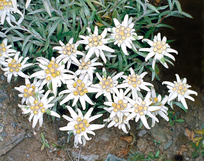Leontopodium nivale subsp. alpinum (Stella alpina o Edelweiss) » Vendita  Piante Online
