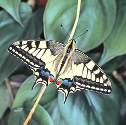 Papilio Machaon