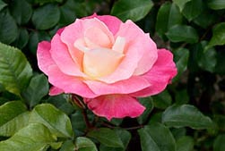 Rosa ‘Eclipse’ - Monaco Nature Encyclopedia