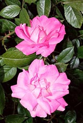 Rosa ‘Offranville’ - Monaco Nature Encyclopedia