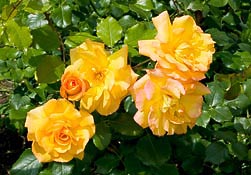 Rosa ‘Sahara’ - Monaco Nature Encyclopedia