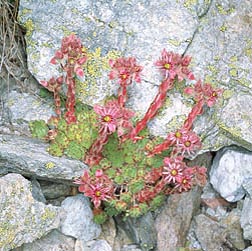 Sempervivum tectorum - Monaco Nature Encyclopedia