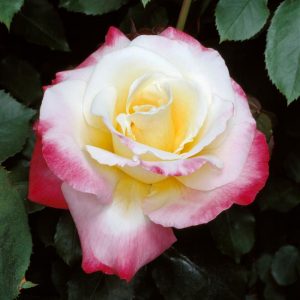 Rosa ‘Double Delight’ - Monaco Nature Encyclopedia