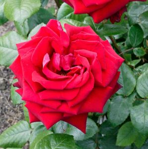 Rosa ‘Ingrid Bergman’ - Monaco Nature Encyclopedia