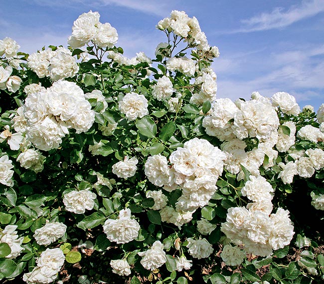 Rosa ‘White Meidiland’ - Monaco Nature Encyclopedia