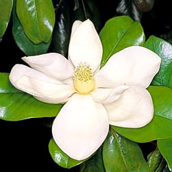 Magnolia grandiflora - Monaco Nature Encyclopedia