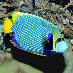 Pomacanthus imperator - Monaco Nature Encyclopedia