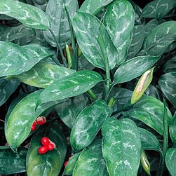 Tình yêu cây cỏ ĐV2 - Page 52 V-aglaonema-commutatum