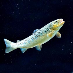 Salmo trutta fario - Monaco Nature Encyclopedia