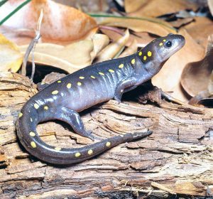 Ambystoma Maculatum - Monaco Nature Encyclopedia