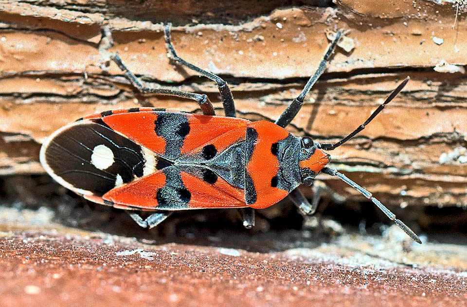 Protégée par sa livrée d'avertissement aposématique la Punaise écuyère (Lygaeus equestris) est très répandue dans une grande partie de l'Europe.