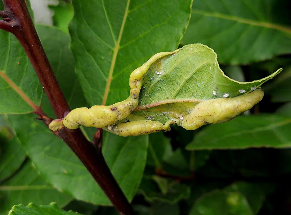 Questi infatti iniettano nei tessuti delle foglie in crescita una saliva che causa il ripiegamento del margine fogliare verso la pagina inferiore con la formazione di una cavità.