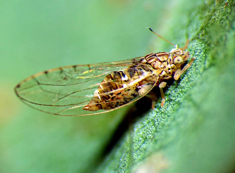 Lauritrioza alacris è un emittero di appena 3,5-4 mm, originario del bacino mediterraneo ma ora naturalizzato anche in America.