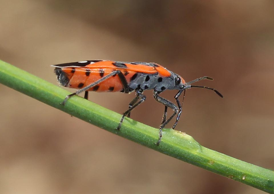 Longue jusqu'à 10 à 12 mm c'est un insecte qui se nourrit de sucs végétaux au moyen de son appareil piqueur/suceur.