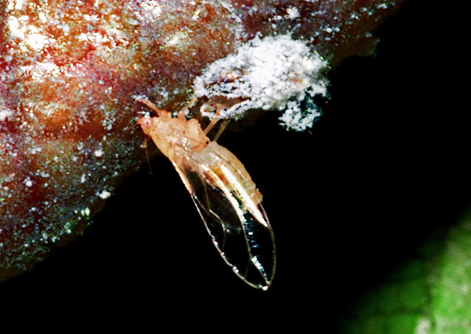 Qui un adulto di Lauritrioza alacris appena sfarfallato dall’esuvia ninfale.