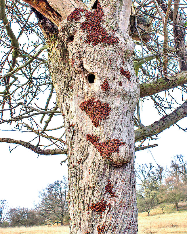 Un albero in abito invernale con numerose aggregazioni di Lygaeus equestris.