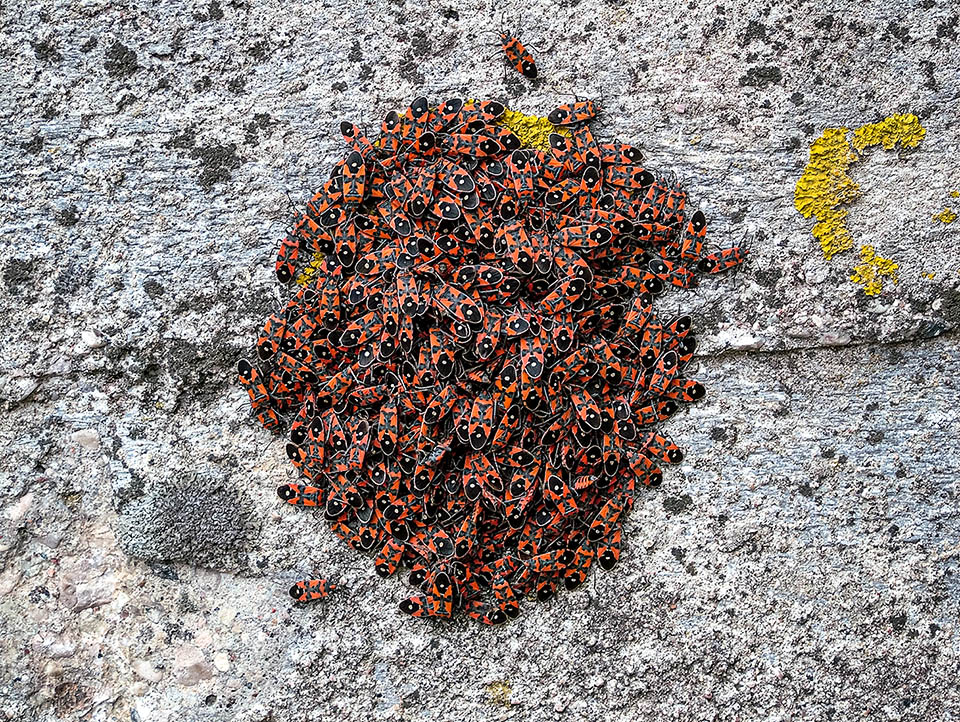 Elles peuvent à cette période se réunir en formant des amas compacts sur des écorces, sous des pierres ou parmi les feuilles au sol.