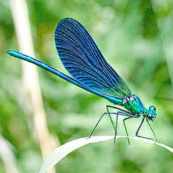 Calopteryx virgo - Monaco Nature Encyclopedia