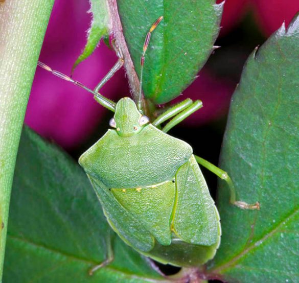 Nezara viridula - Monaco Nature Encyclopedia