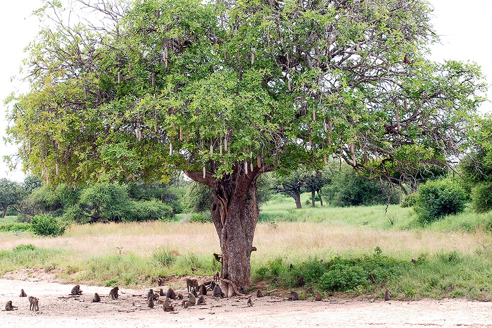 Dopo tanto camminare qui il branco si riposa all’ombra di un maestoso Albero delle salsicce ( Kigelia africana ).