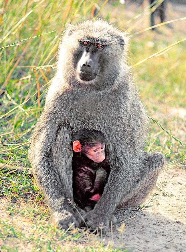 Madre con piccolo. Anche le femmine stringono alleanze per difendersi dai maschi non graditi e sorvegliare la prole.