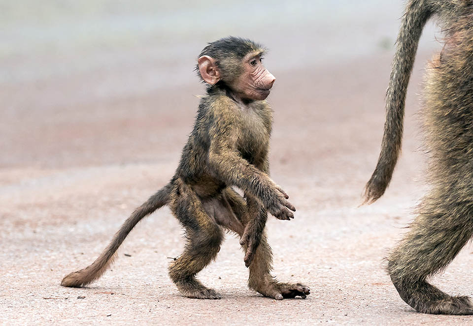 Può già arrampicarsi sugli alberi, giocare con i compagni e seguire la madre in posizione eretta. Un giorno forse sarà il capo.