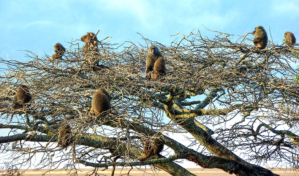 I branchi degli Papio anubis, presenti nell’Africa tropicale e sahariana, passano in genere la notte sugli alberi o scogliere rocciose per sfuggire ai predatori.