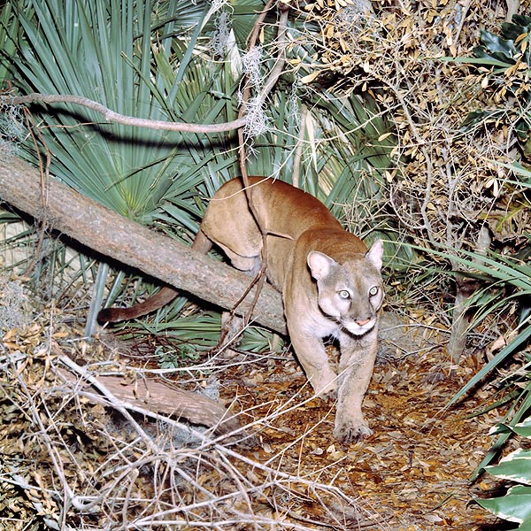 puma concolor subspecies