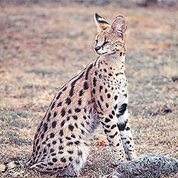 Leptailurus serval - Monaco Nature Encyclopedia