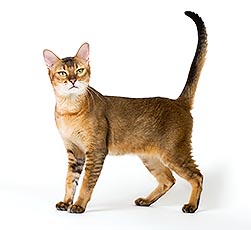 Felis silvestris - Chausie - Monaco Nature Encyclopedia