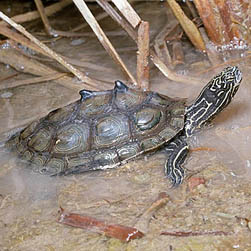 Graptemys oculifera - Monaco Nature Encyclopedia