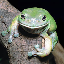 Litoria caerulea - Monaco Nature Encyclopedia