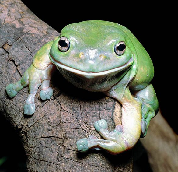 Litoria caerulea - Monaco Nature Encyclopedia