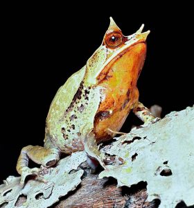 Megophrys nasuta - Monaco Nature Encyclopedia