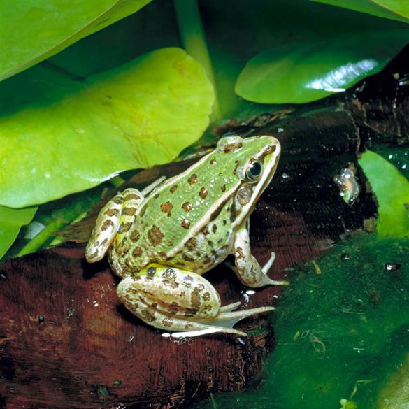 Pelophylax esculentus - Monaco Nature Encyclopedia