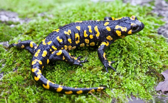 Salamandra salamandra - Monaco Nature Encyclopedia