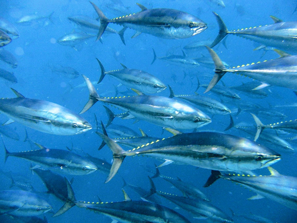 Présent sur les deux rives de l'Atlantique Thunnus thynnus se déplace en bancs sur d'immenses distances en parcourant jusqu'à 200 km par jour.