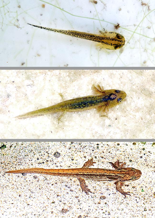 The larvae of Lissotriton vulgaris grow and usually metamorphose when about 25-30 mm long. Above a very young one, then of medium size and finally a now large specimen.
