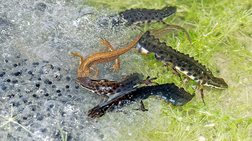 Adult Lissotriton vulgaris vulgaris in the aquatic phase who between courtships prey on frogs legs.